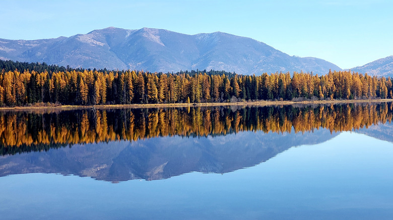 mountains and forest behind lake