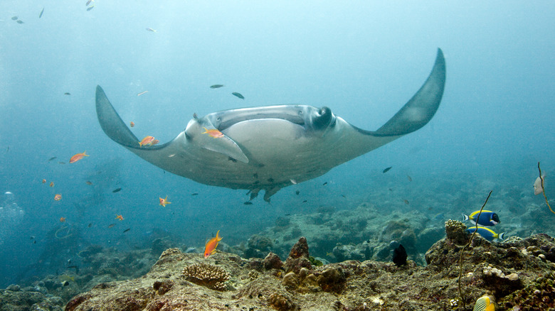 diving underwater manta ray