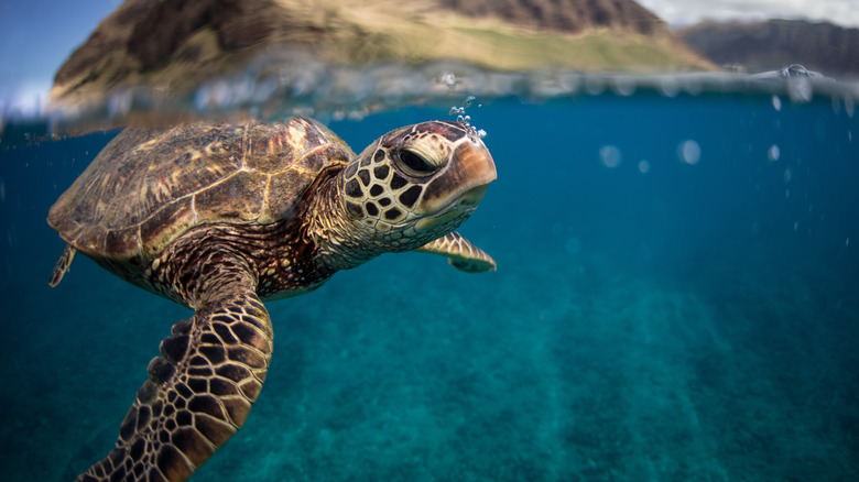 baby sea turtle coral reef ocean