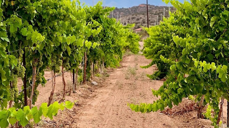 Row of growing grapes