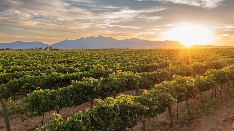 Vineyards at sunset