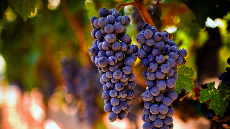 Close up of red grapes