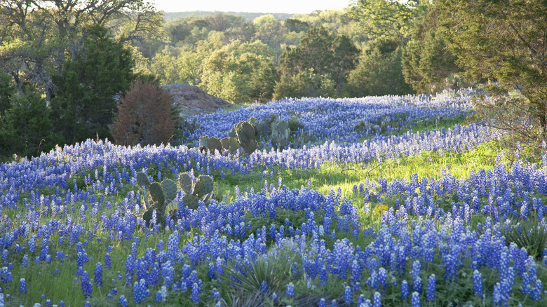 Texas Hill Country with bluebonnets