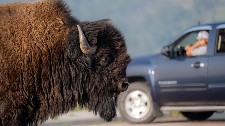 Bison truck Wind Cave National Park