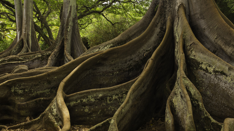 Giant Moreton Bay fig tree roots