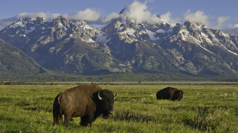 Bison and mountains at Grand Teton National Park