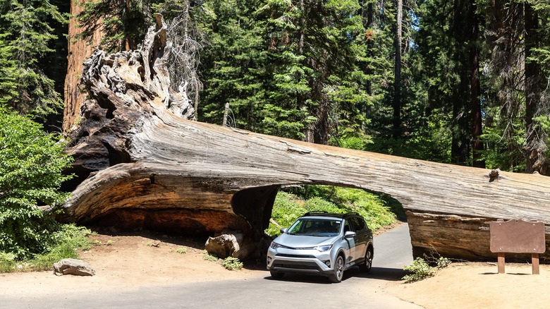 Tunnel log Sequoia National Park