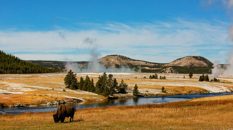 Yellowstone National Park bison