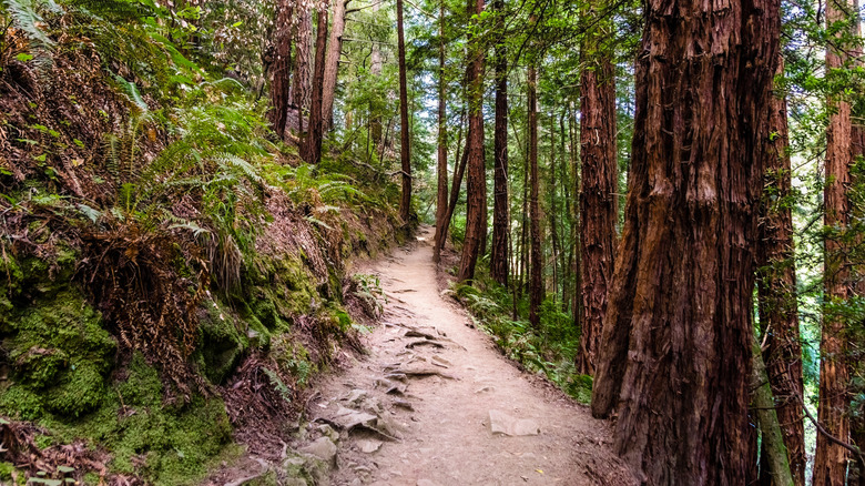 Muir Woods redwoods muddy trail