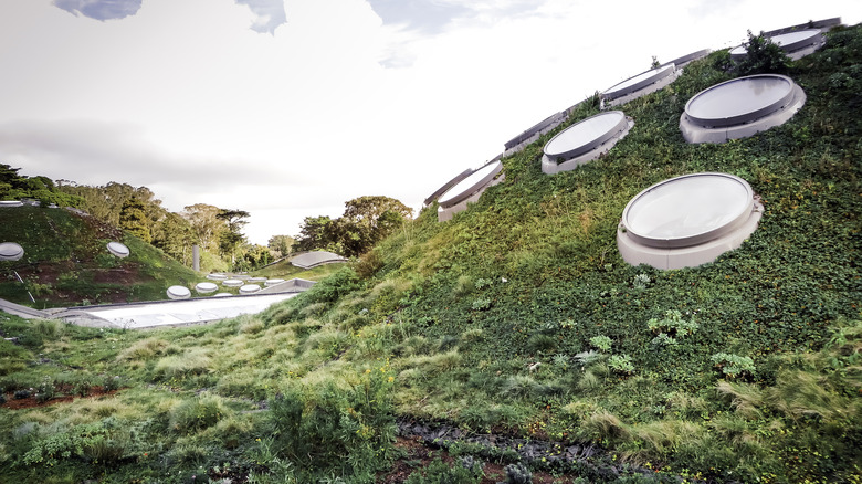 California Academy of Sciences roof garden