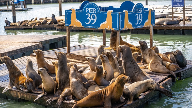 Pier 39 sea lions in daytime