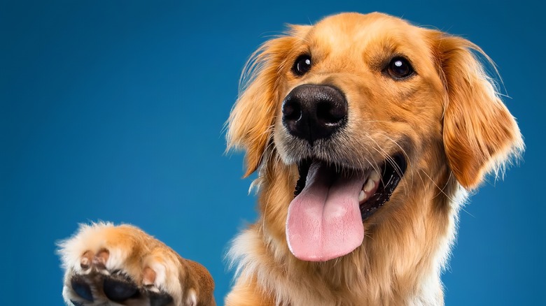 golden retriever dog