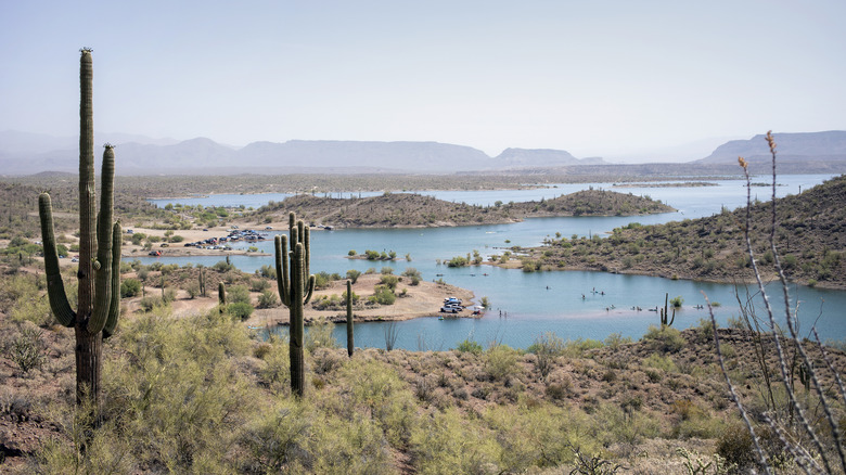 Cacti on hill above Lake Pleasant