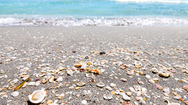 Sanibel Island seashells