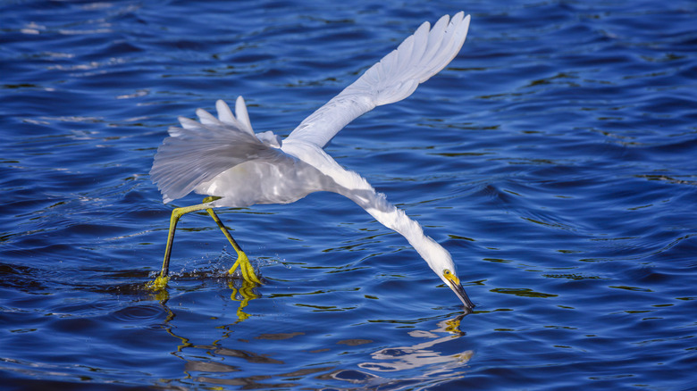 a snowy egret diving for fish