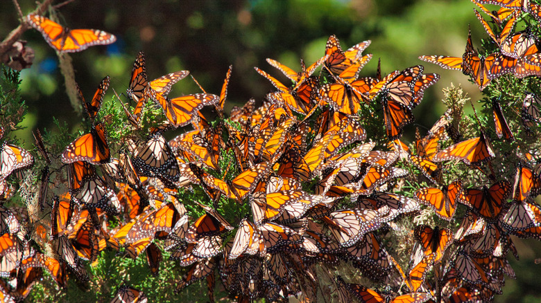 Monarch butterfly cluster