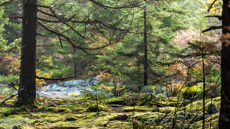 A woodland view in West Virginia