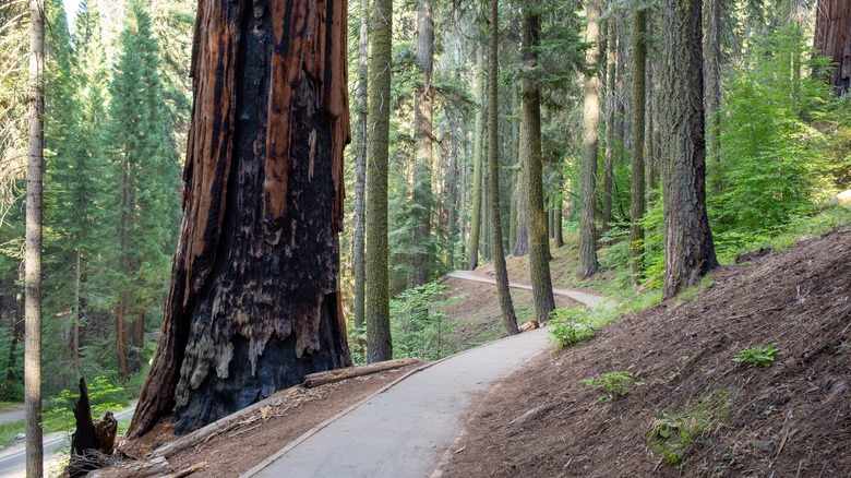 Sequoia National Park paved wheelchair path