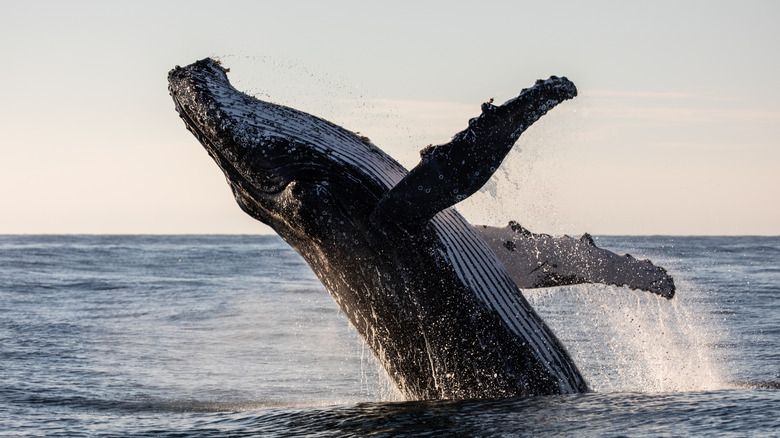 A humpback whale breaching in the ocean