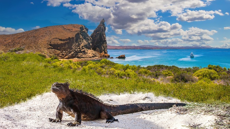 Iguana in the Galápagos