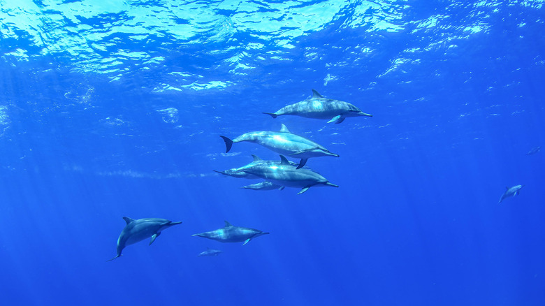 Dophins in Fernando de Noronha