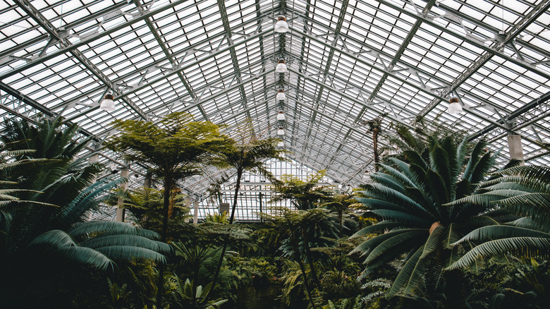 Palm House at the conservatory