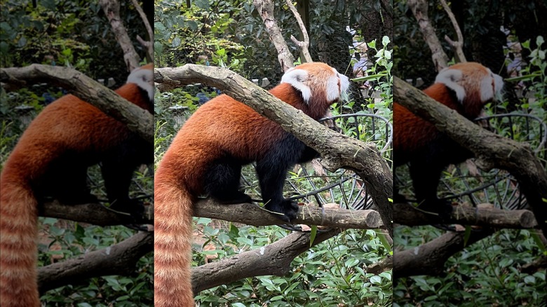 A red panda at Lincoln Park Zoo
