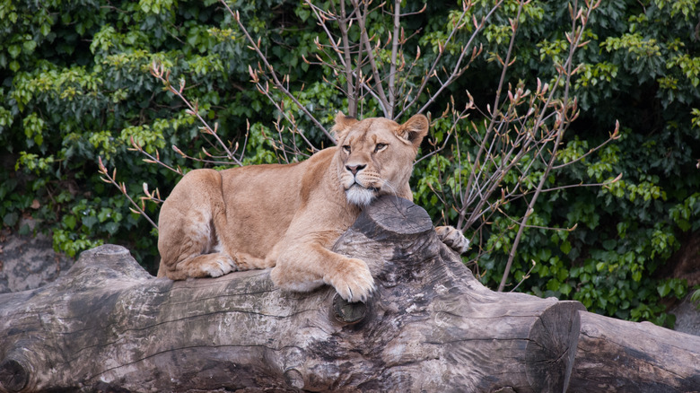 Lion at Amsterdam Zoo