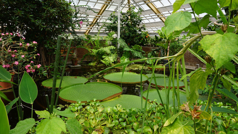 Hortus Botanicus