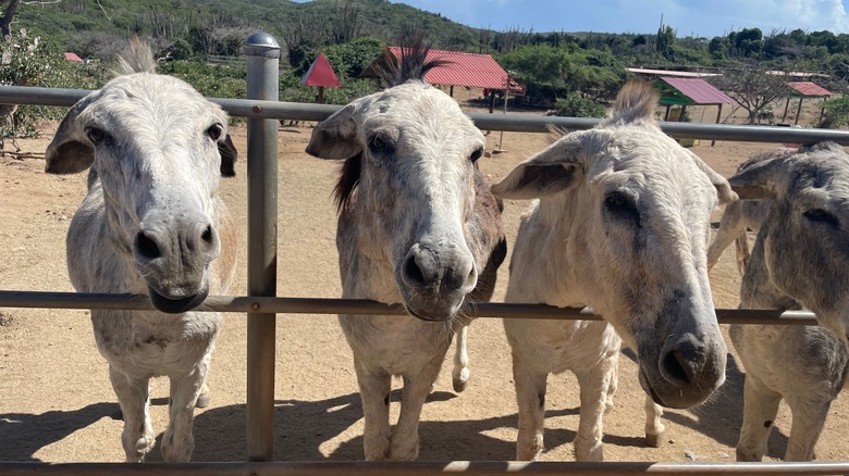 Donkeys at the Aruba sanctuary