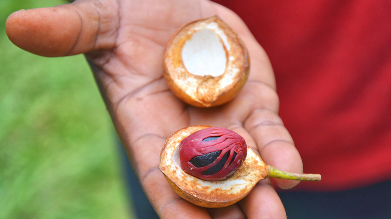 Mace and nutmeg of Grenada