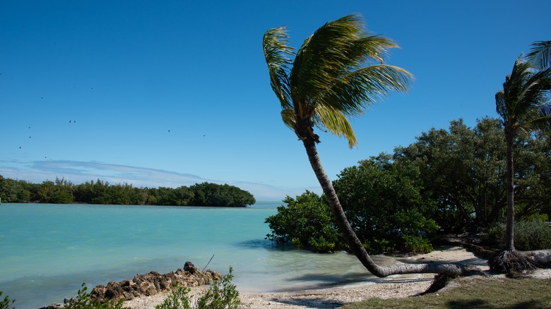 Palm tree at Biscayne National Park