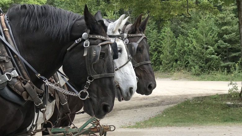 Horses pulling a carriage