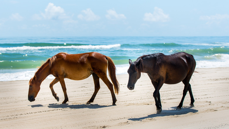 Wild horses in Outer Banks 