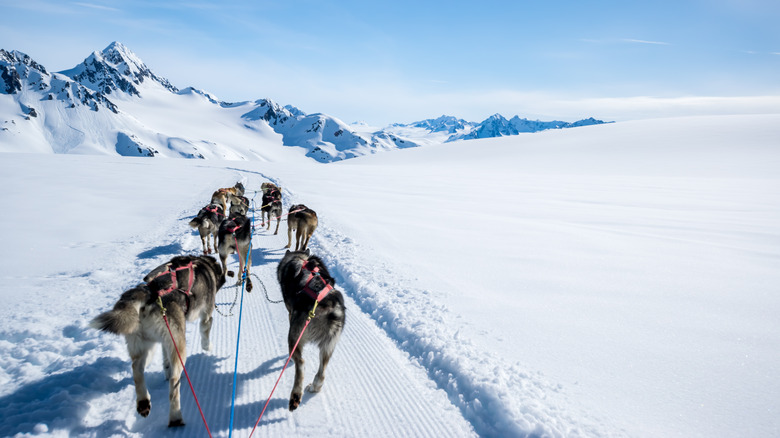 Dog sledding in Alaska