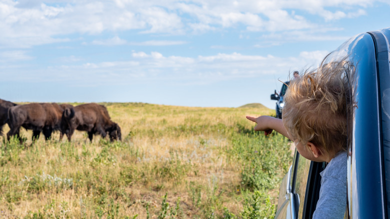 Young child sees Buffalo