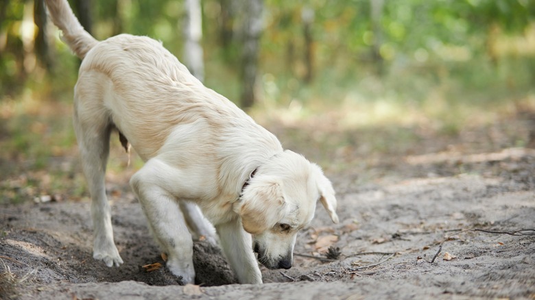 Golden Retriever puppy digging hole