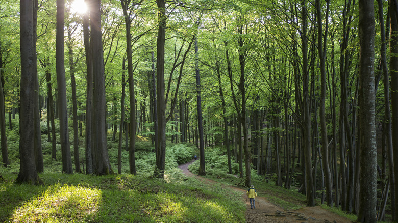 Person walking in Jasmund National Park forest