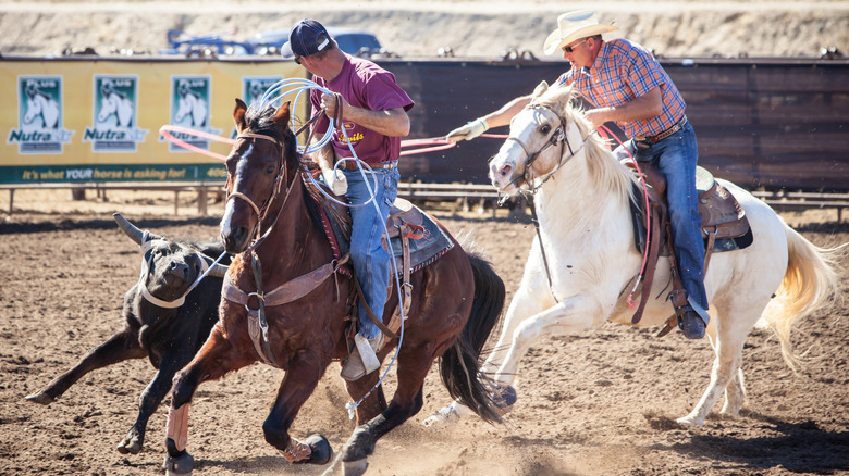 Two cowboys roping a bull