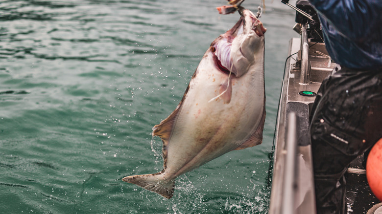 angler catching halibut in Alaska