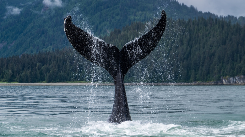 whale tail in ocean bay