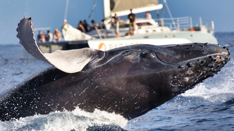 Humpback whale breaching in front of tourist boat