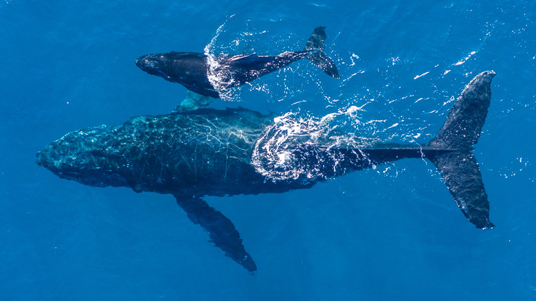 Mother and baby humpback whales in Hawaii