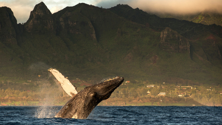 Humpback whale breaching in Hawaii