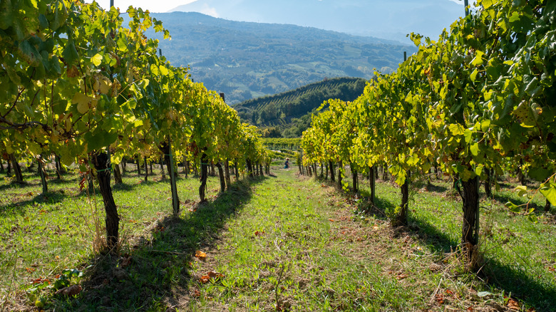 A Campania vineyard