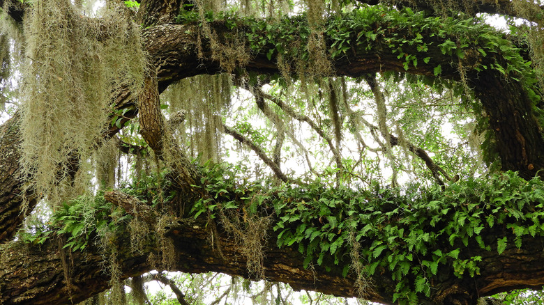 San Marcos de Apalache tree