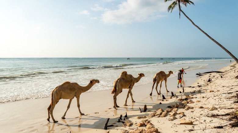 camels walking on beach