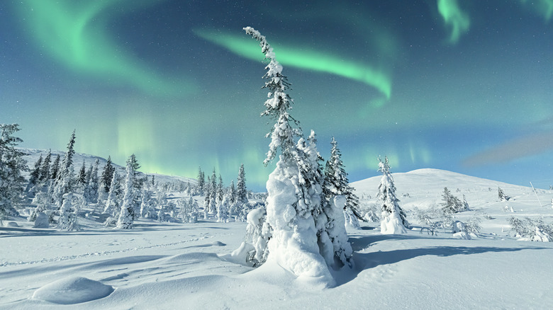 Northern Lights above snowy forest