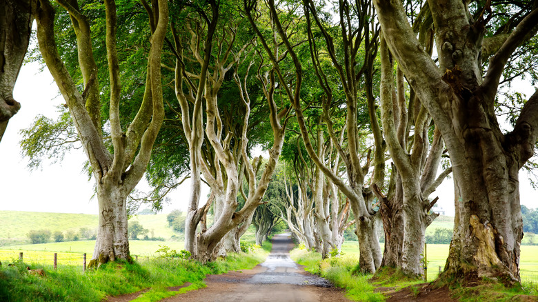 Dark Hedges in Ireland