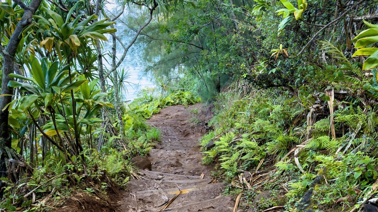 A steep, slippery path in Kauai